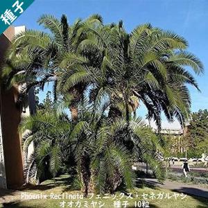 種子10粒 セネガルヤシ(Phoenix reclinata) : 多肉植物ワールド - 通販