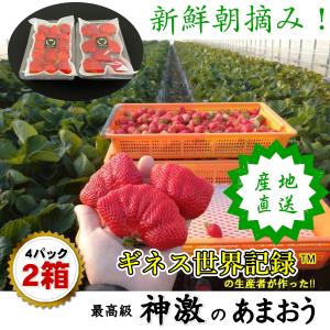 いちご 苺 福岡 プレゼント ギフト おすすめ 高級 神激のあまおう