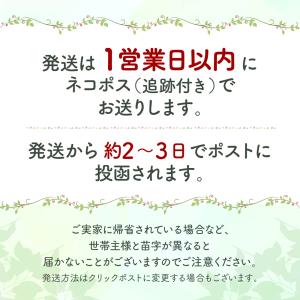 マタニティフォト用 Tシャツ 2枚セット ペア...の詳細画像5