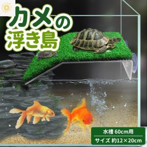亀 水槽 60cmの商品一覧 通販 Yahoo ショッピング