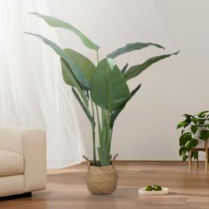 ホワイト ミスターオート P. 'White Mr Oat'（peevia） 一点物 検