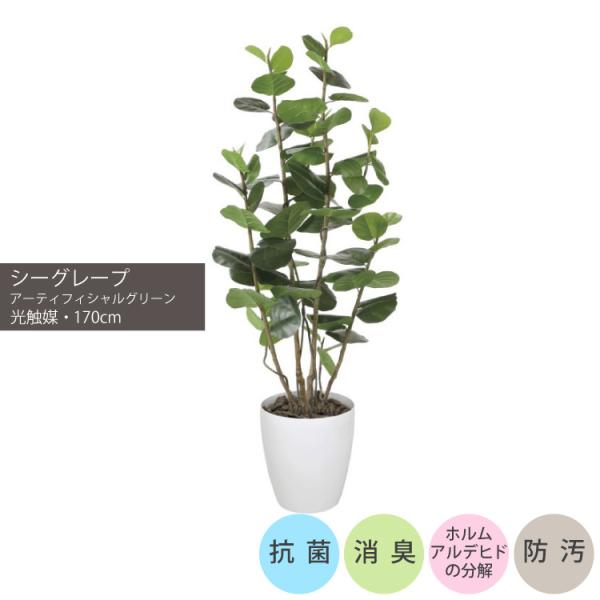 シーグレープ1.7m｜GLPA-050 アーティフィシャルグリーン 人工観葉植物 鉢付きグリーン 可...