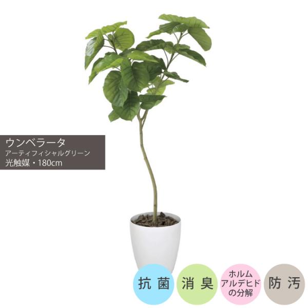 ウンベラータ1.8m｜GLPA-057 アーティフィシャルグリーン 人工観葉植物 鉢付きグリーン 可...