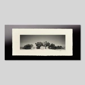 IGREBOW ニューカレドニア ビーチに生える木 ビッグサイズ アイグレボウ インテリアフォト 越前塗板フレーム ビッグサイズ モノクローム