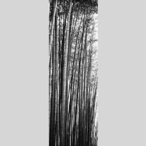 IGREBOW 京都 嵯峨野の竹林 ビッグサイ...の詳細画像1