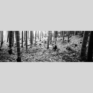 IGREBOW 京都 嵯峨野の竹林 ビッグサイ...の詳細画像1