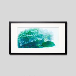 IGREBOW アジサイの花 アイグレボウ インテリアフォト ウッド黒フレーム ビッグサイズ カラー写真