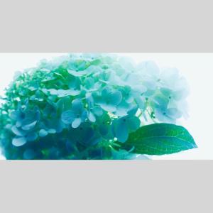 IGREBOW アジサイの花 アイグレボウ イ...の詳細画像1