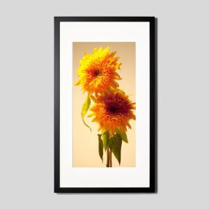 IGREBOW ひまわりの花 アイグレボウ インテリアフォト ウッド黒フレーム ビッグサイズ カラー写真