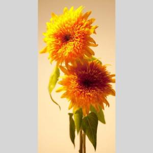 IGREBOW ひまわりの花 アイグレボウ イ...の詳細画像1