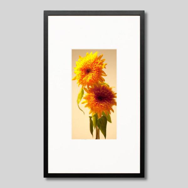 IGREBOW ひまわりの花 アイグレボウ インテリアフォト ウッド黒フレーム Mサイズ カラー写真