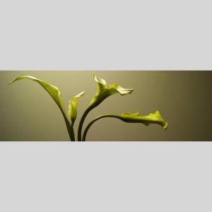 IGREBOW カラーの花 アイグレボウ イン...の詳細画像1