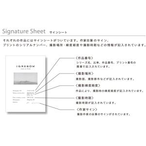 IGREBOW カラーの花 アイグレボウ イン...の詳細画像5