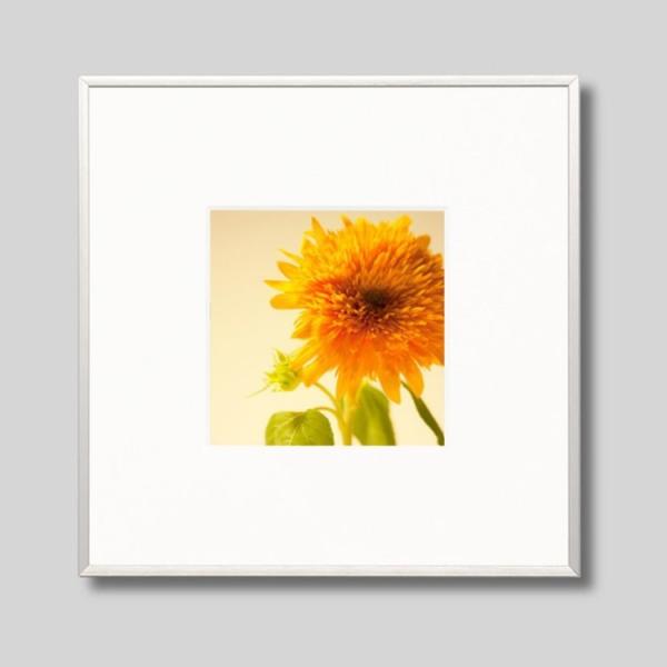 IGREBOW ひまわりの花 アイグレボウ インテリアフォト アルミフレーム Sサイズ カラー写真