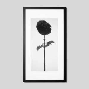 IGREBOW ダリアの花 アイグレボウ インテリアフォト ウッド黒フレーム ビッグサイズ モノクローム