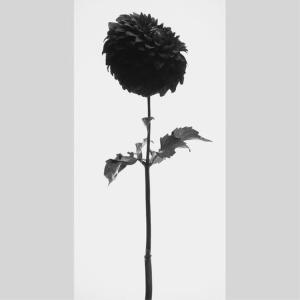 IGREBOW ダリアの花 アイグレボウ イン...の詳細画像1