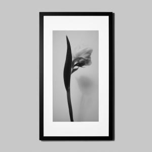 IGREBOW チューリップの花 アイグレボウ インテリアフォト ウッド黒フレーム ビッグサイズ モノクローム