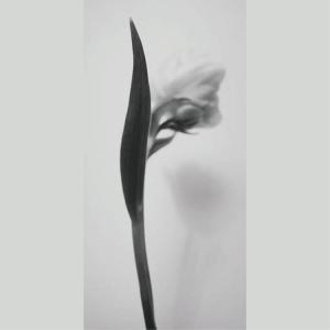 IGREBOW チューリップの花 アイグレボウ...の詳細画像1