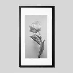 IGREBOW チューリップの花 アイグレボウ インテリアフォト ウッド黒フレーム ビッグサイズ モノクローム