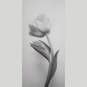 IGREBOW チューリップの花 アイグレボウ...の詳細画像1