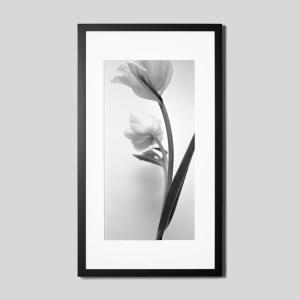 IGREBOW チューリップの花 アイグレボウ インテリアフォト ウッド黒フレーム ビッグサイズ モノクローム