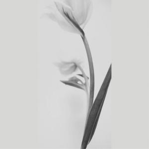 IGREBOW チューリップの花 アイグレボウ...の詳細画像1