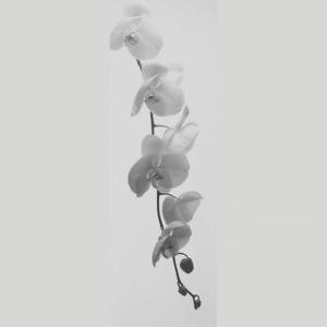 IGREBOW ランの花 アイグレボウ インテ...の詳細画像1