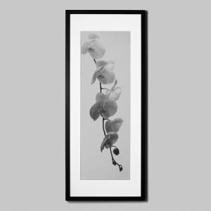 IGREBOW ランの花 アイグレボウ インテリアフォト ウッド黒フレーム ビッグサイズ モノクローム