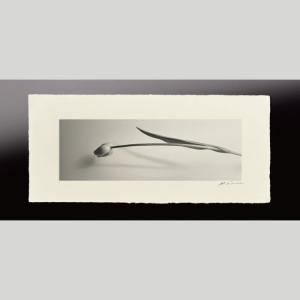 IGREBOW チューリップ アイグレボウ インテリアフォト 越前塗板フレーム ビッグサイズ モノクローム