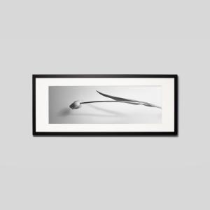 IGREBOW チューリップの花 アイグレボウ インテリアフォト ウッド黒フレーム ビッグサイズ モノクローム