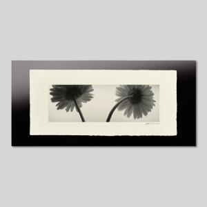 IGREBOW ガーベラ アイグレボウ インテリアフォト 越前塗板フレーム ビッグサイズ モノクローム