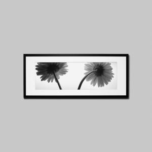 IGREBOW ガーベラの花 アイグレボウ インテリアフォト ウッド黒フレーム ビッグサイズ モノクローム