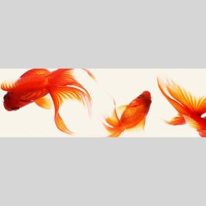 IGREBOW 金魚 アイグレボウ インテリア...の詳細画像1
