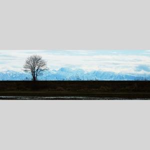 IGREBOW 石川県能登島 堤防の木と立山連...の詳細画像1