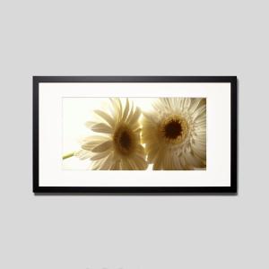 IGREBOW ガーベラの花 アイグレボウ インテリアフォト ウッド黒フレーム ビッグサイズ カラー写真