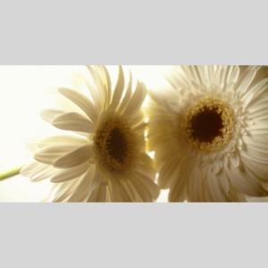 IGREBOW ガーベラの花 アイグレボウ イ...の詳細画像1