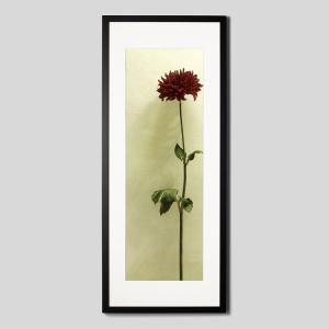 IGREBOW ダリアの花 アイグレボウ インテリアフォト ウッド黒フレーム ビッグサイズ カラー写真