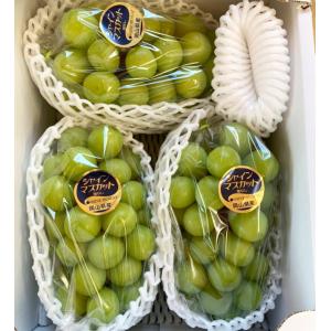シャインマスカット” 秀品 3〜5房 約2kg 産地厳選【予約 8月下旬以降