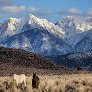 Posterazzi PDDUS05BJY1448LARGE USA, California. White Mountains and Wild Mustangs in Adobe Valley. Credit as: Dennis Flaherty/Jaynes Gallery/DanitaDel