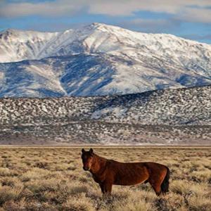 Posterazzi PDDUS05BJY1429LARGE USA, California. White Mountains and Wild Mustang in Adobe Valley. Credit as: Dennis Flaherty/Jaynes Gallery/DanitaDeli