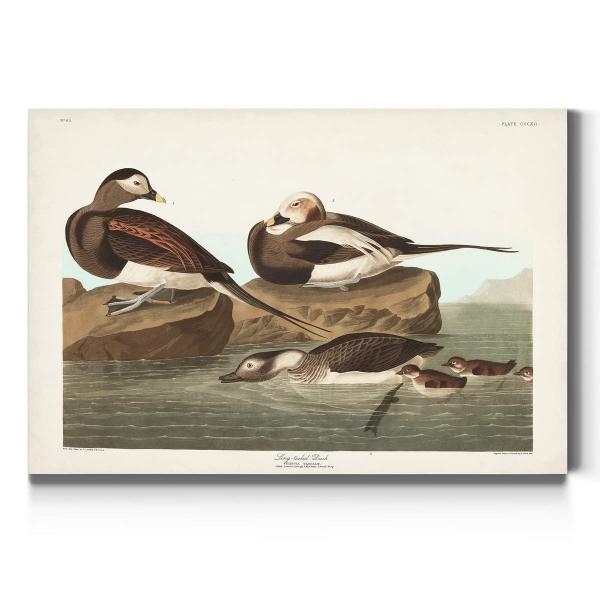 Renditions Gallery Long-tailed Duck by John James ...