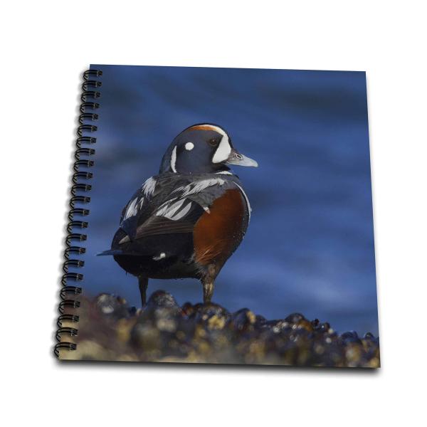 Memory Book 12 x 12 inch - Harlequin duck Ducks