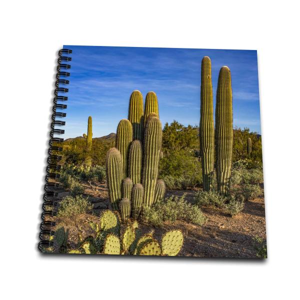 3dRose Danita Delimont-Cactus-USA, Arizona, Tucson...