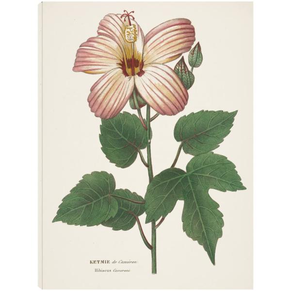 Fine Art Canvas Antique Botanical XXVII Cream Canv...