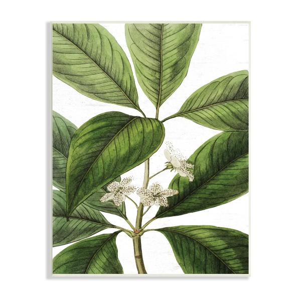 Stupell Industries トリスタニアコンフェルタフラワー 大きな葉植生植物プリント、文...