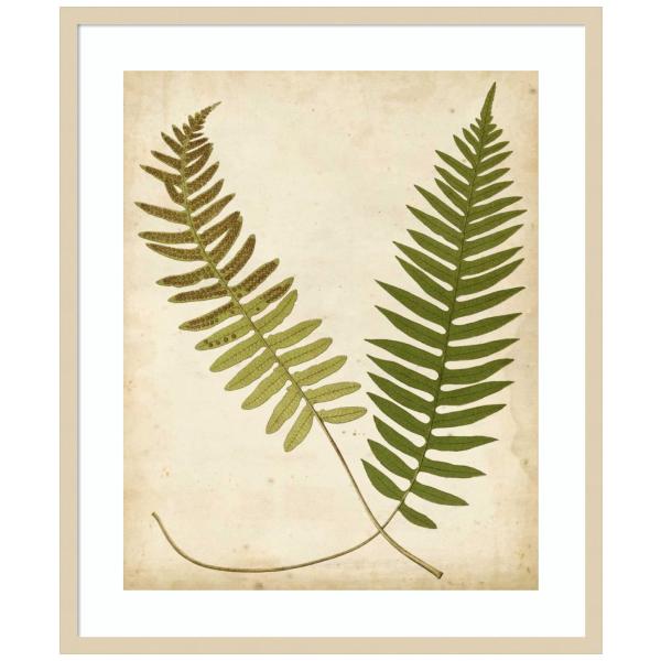 Amanti Art Framed Wall Art Print 33x28 Fern Portfo...
