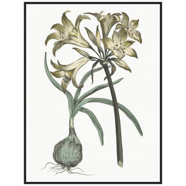 Amanti Art Framed Canvas Wall Art 42x32 Vintage Fl...
