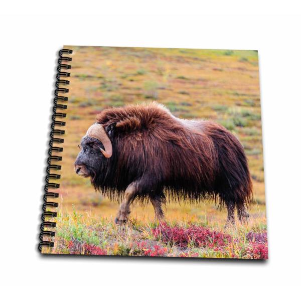 Drawing Book 8 x 8 inch - Alaska, Noatak National ...