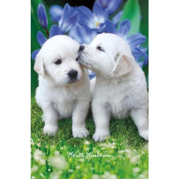 Keith Kimberlin - White Golden Retriever Puppies W...