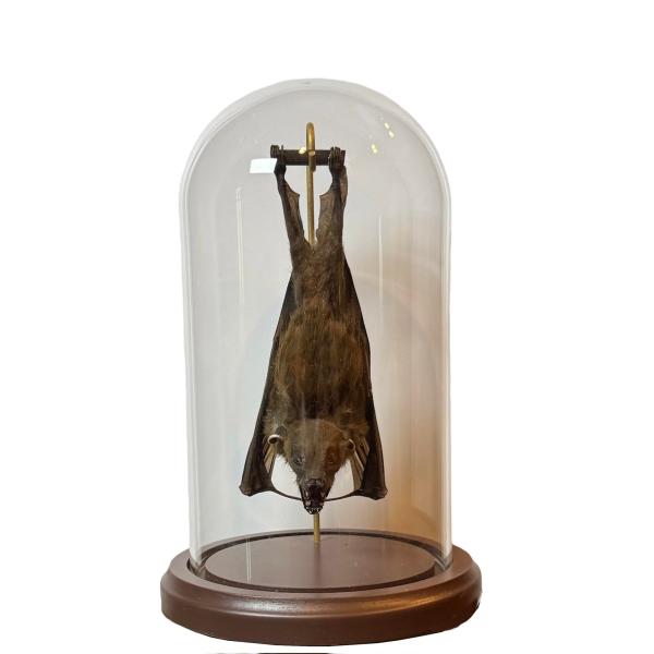 Hanging Bat in Ready to Fly Position - Cynopterus ...